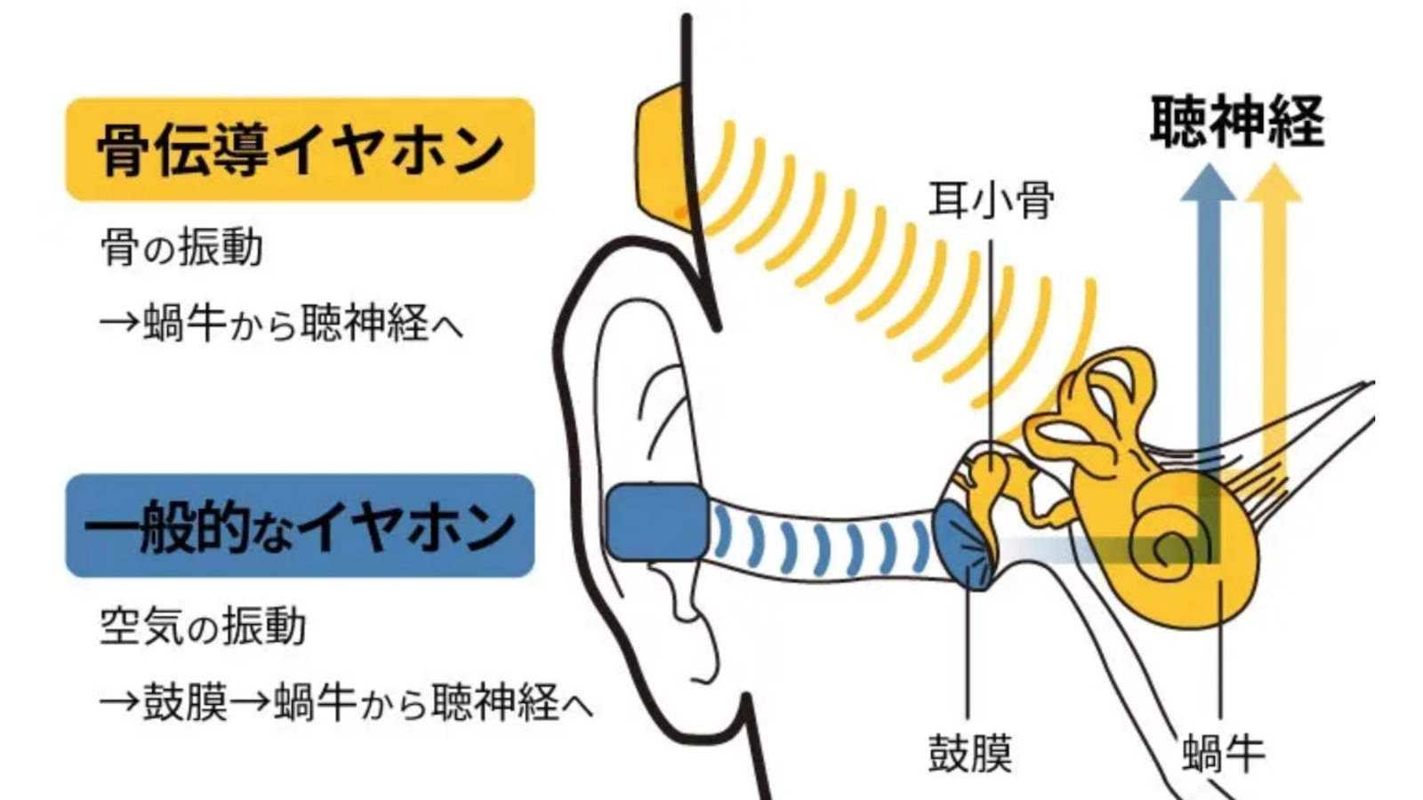 骨伝導の仕組み②