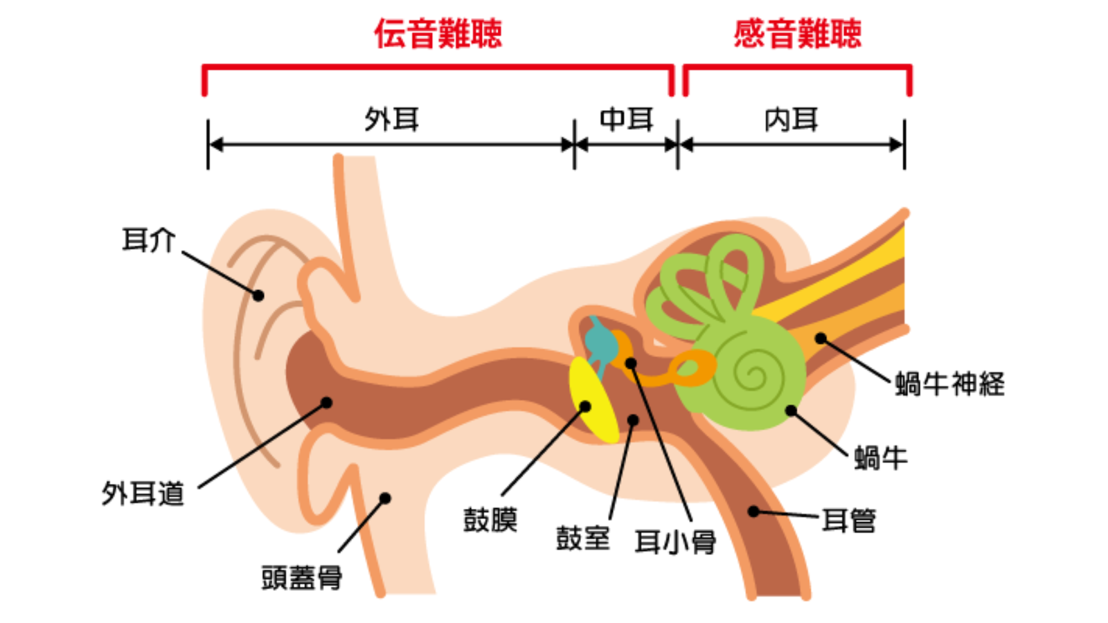 耳の構造