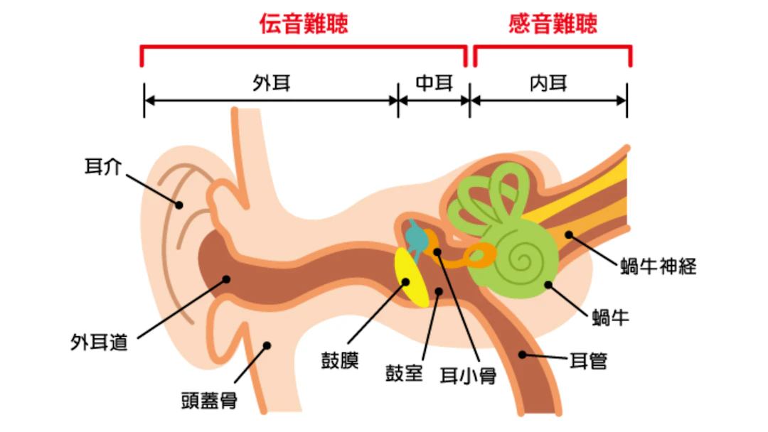 耳の構造