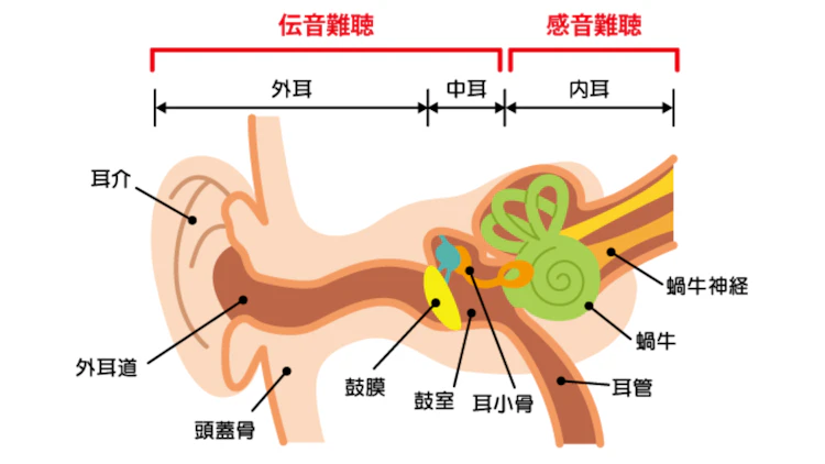 耳の構造