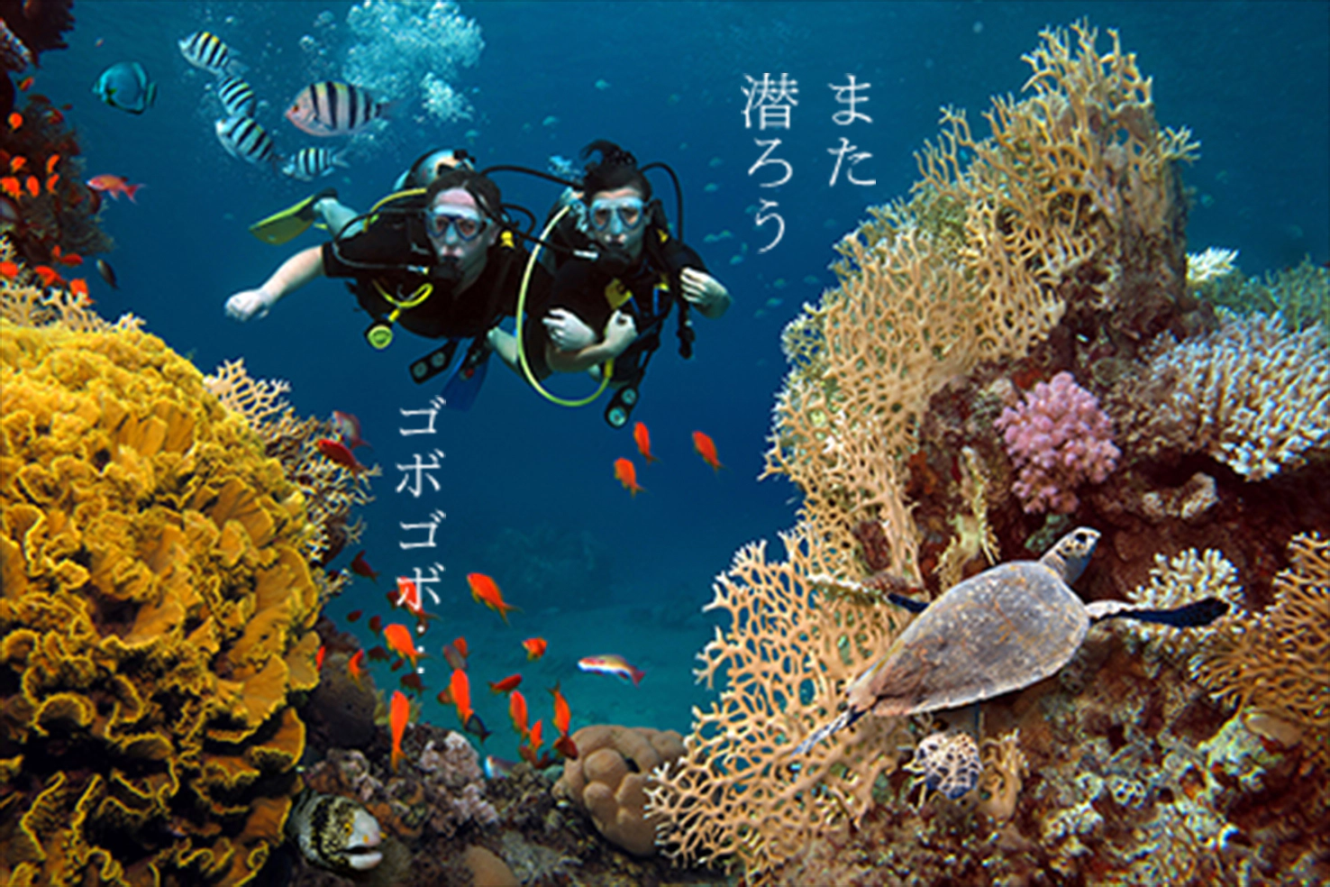 未開封　よなよなエール　48本 imgrc0131866397.jpg