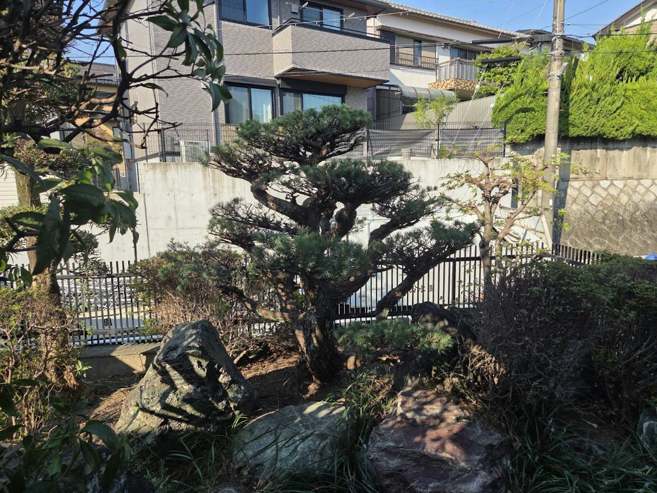 施工後：枝ぶりを整えた松と庭まわり