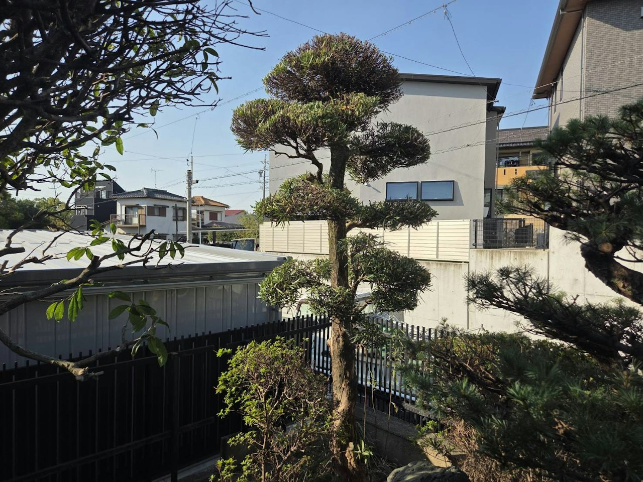 施工後：段状に刈り込んだ庭木