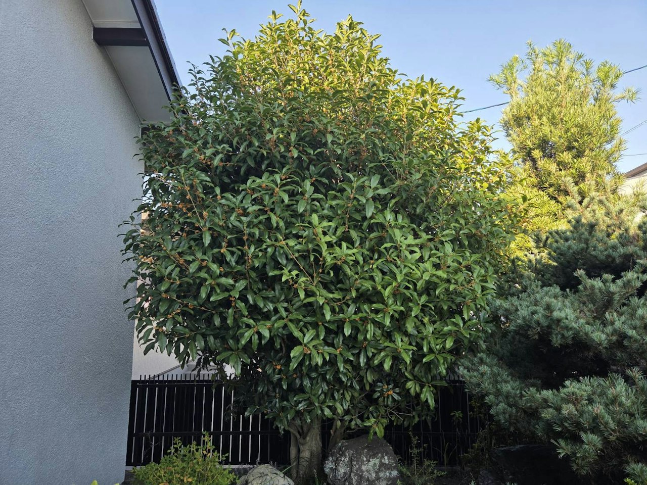 施工前：剪定前の庭木