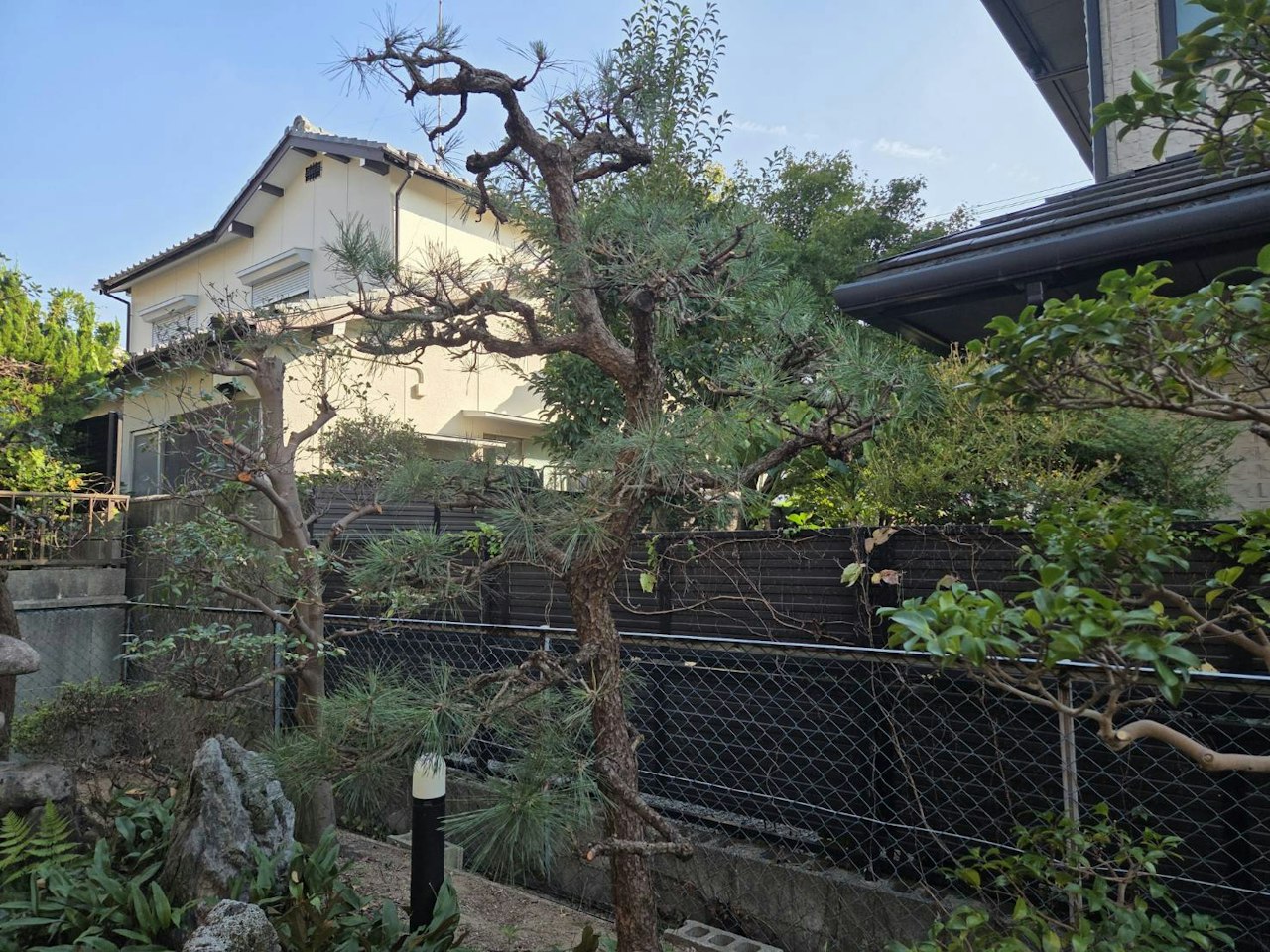 施工後：枝葉を整えた松と庭木