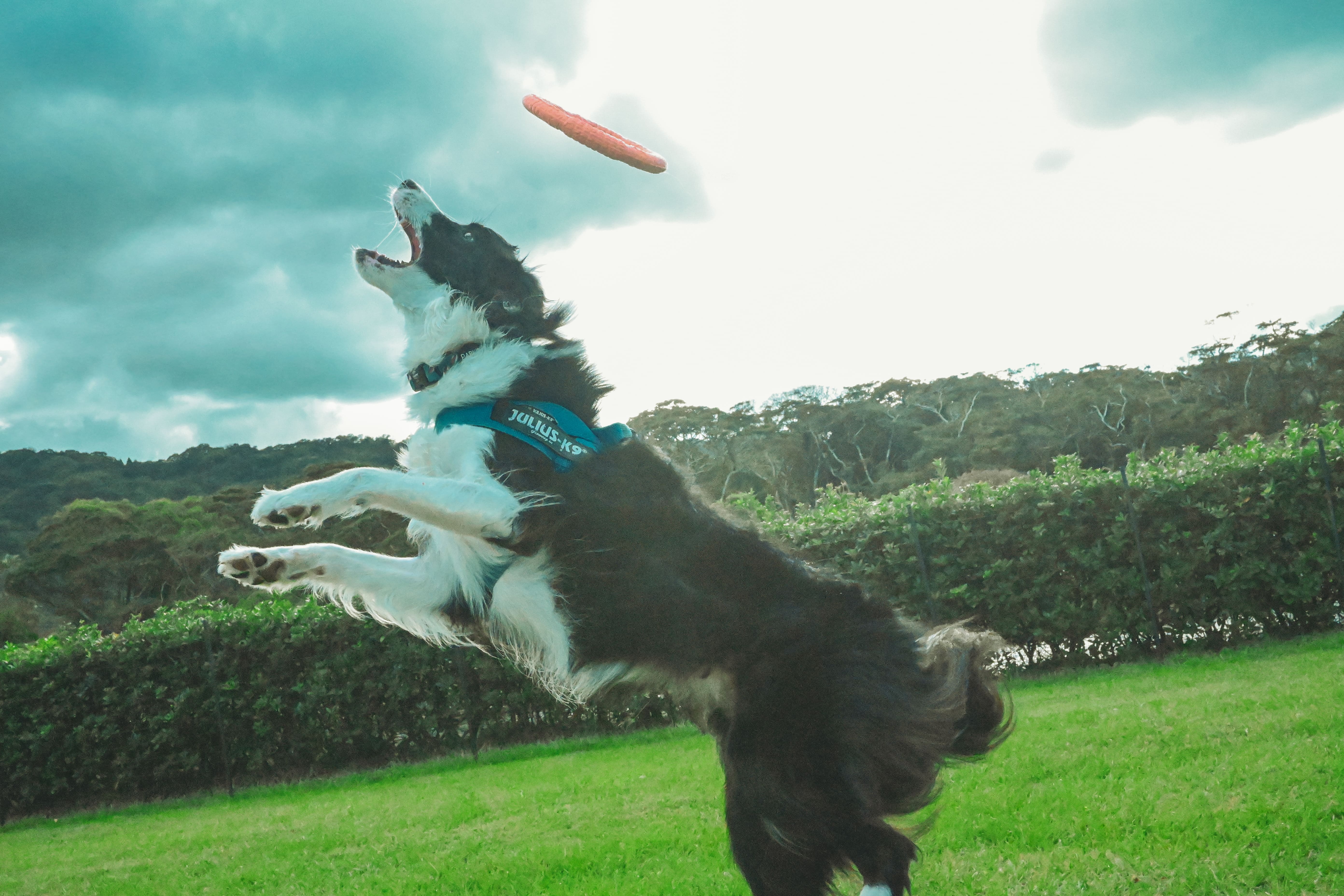 Dog Run（ドッグラン） | AOSHIMA PICNIC CLUB