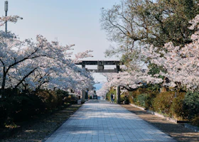 桜