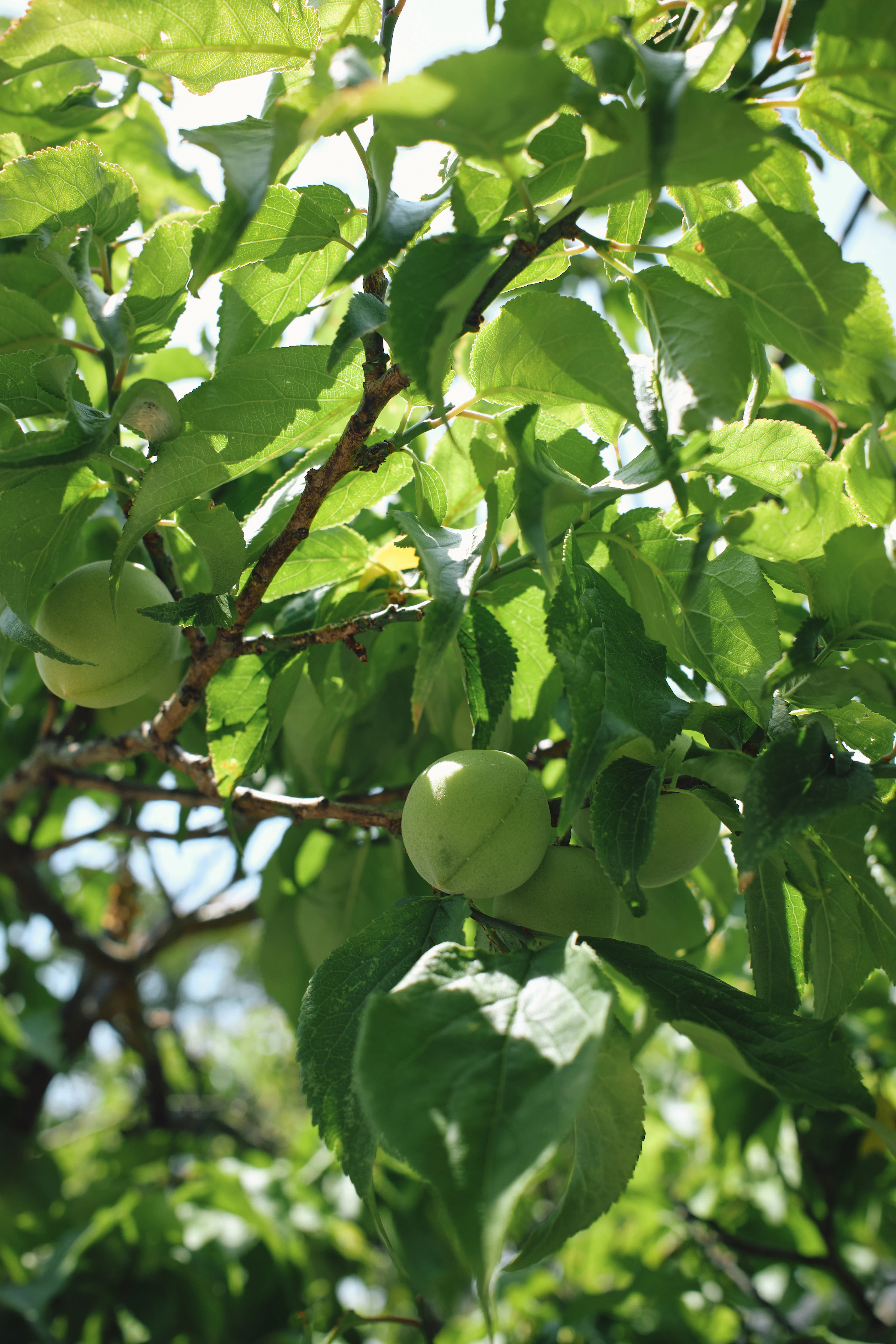 梅仕事 |  Ume season 