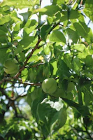梅仕事 |  Ume season 