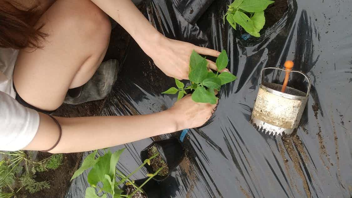 野菜を収穫している女性