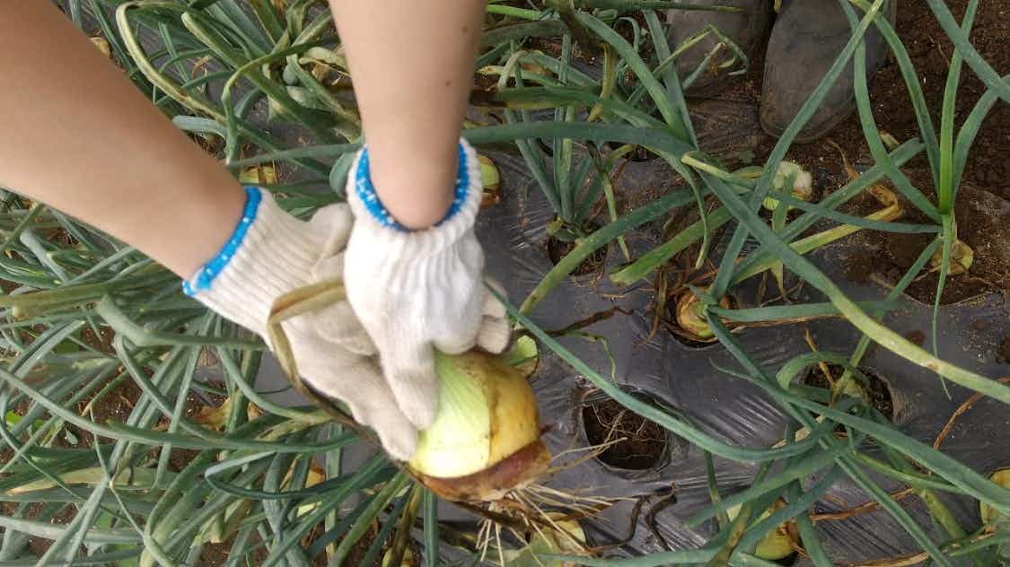 畑で軍手を付けて玉ねぎを収穫