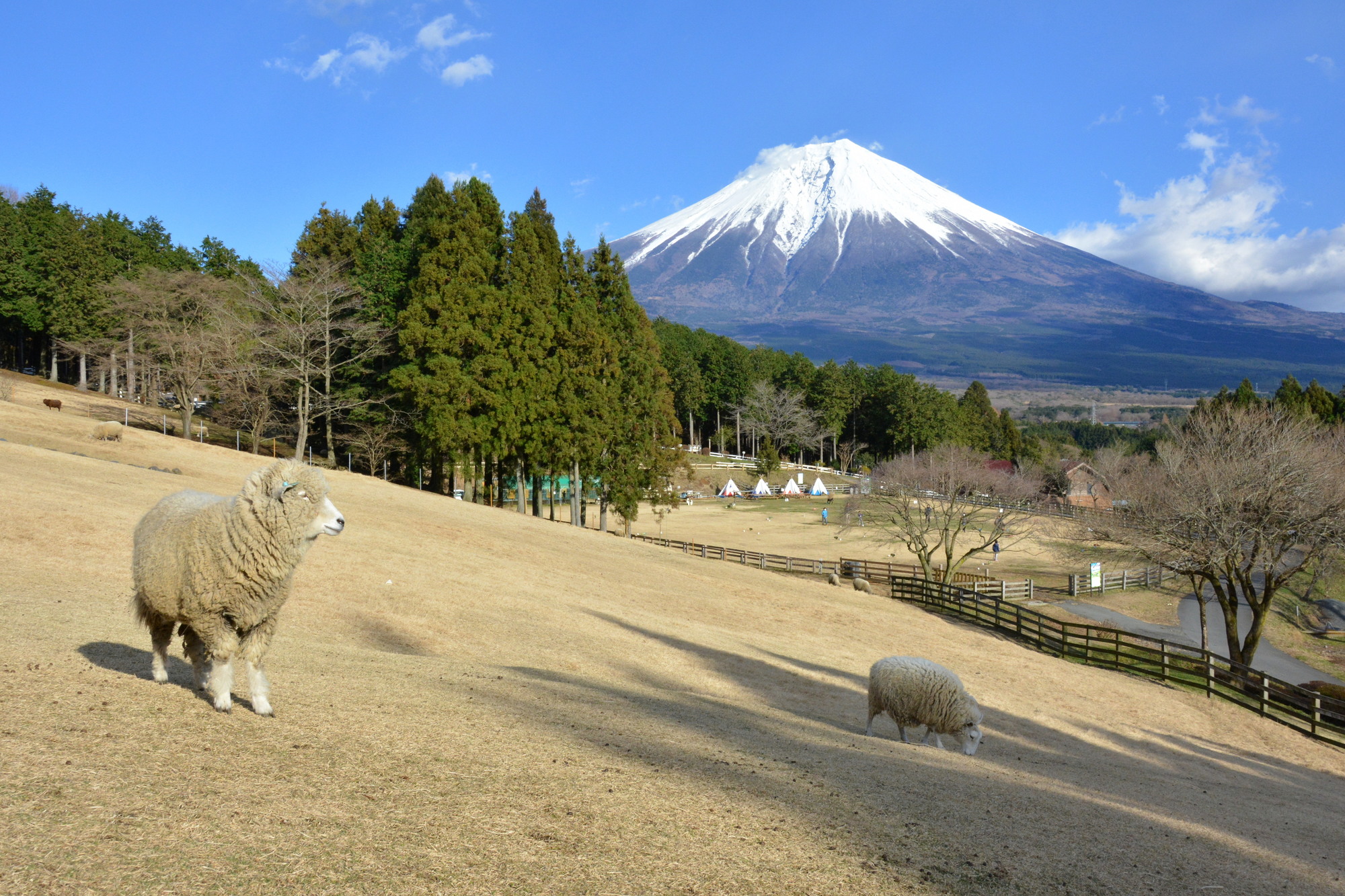 富士山牧場體驗 × 湖畔露營式旅遊：一站式觀光行程