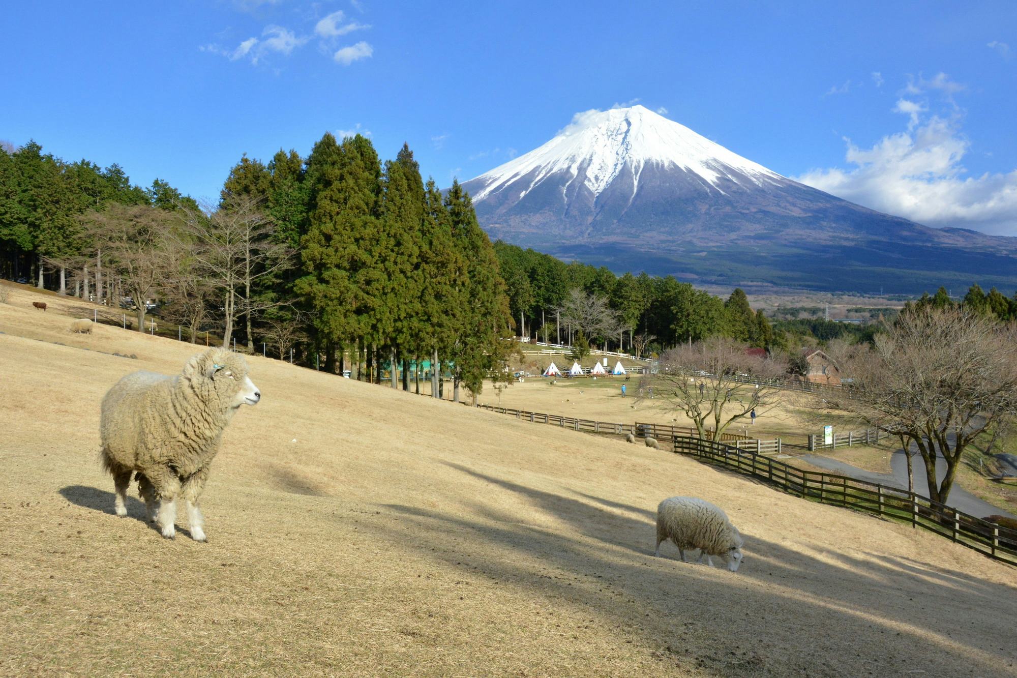 富士山牧場體驗 × 湖畔露營式旅遊：一站式觀光行程