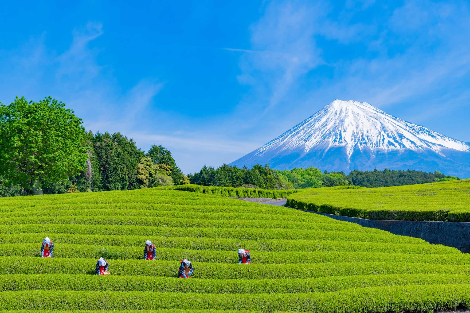 今宮茶園