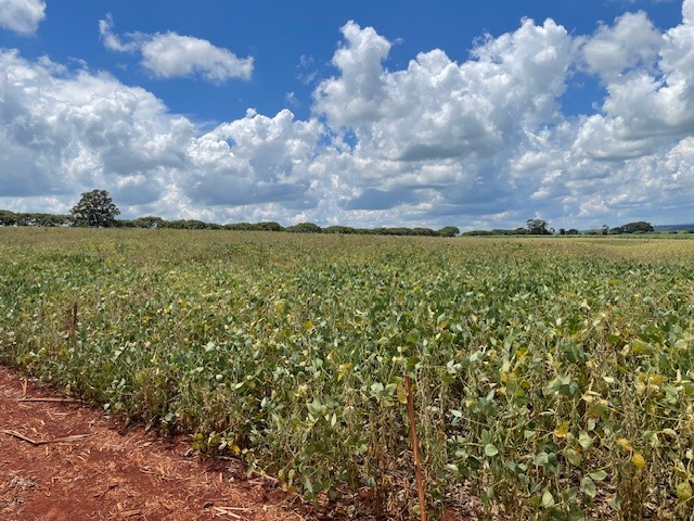 ブラジルの大豆畑