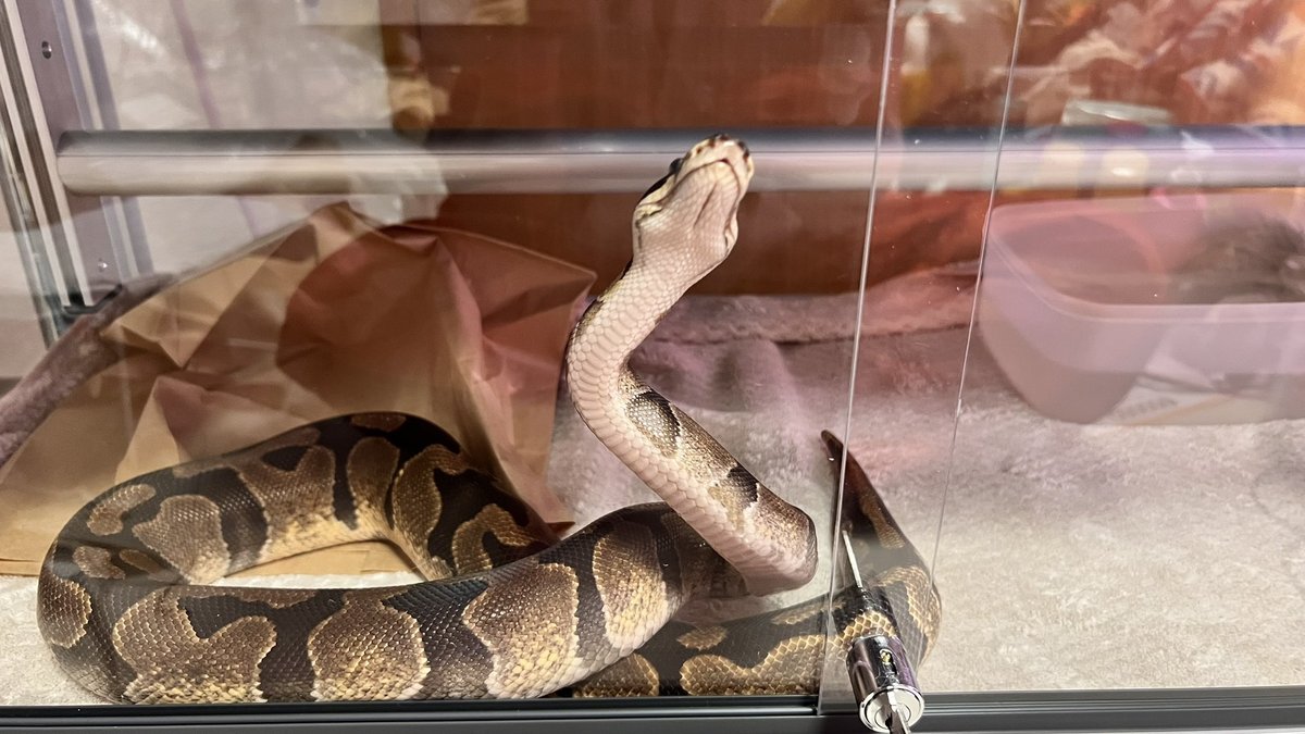 【爬虫類飼い主さん必見！】自由自在に配置できる「後付け止まり木オプション」付きオーダーケージ🦎✨の画像