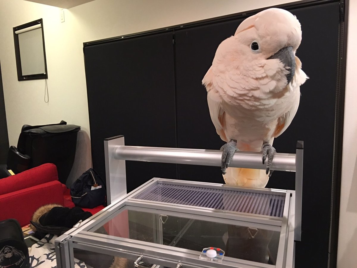 ハードキャリー　オウムちゃんのお出掛け用キャリーの画像