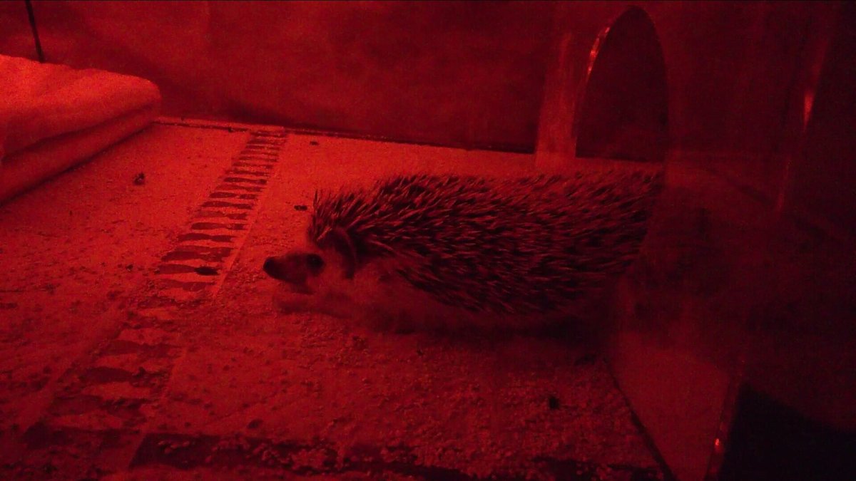 ハリネズミちゃん　赤色LED照らされた様子の画像