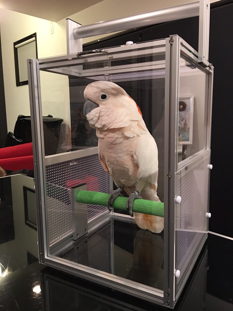 ハードキャリー　オウムちゃんのお出掛け用キャリー