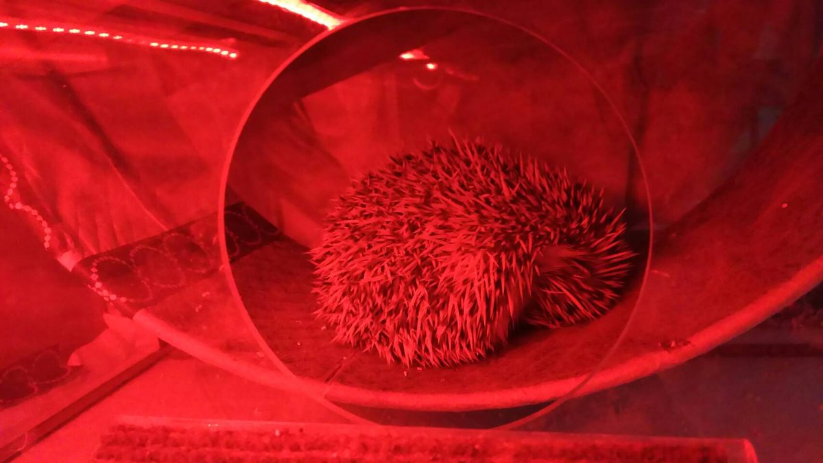 ハリネズミちゃん　赤色LED照らされた様子の画像