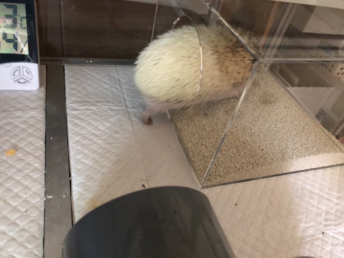 ハリネズミちゃん向け　砂場の製作事例の画像
