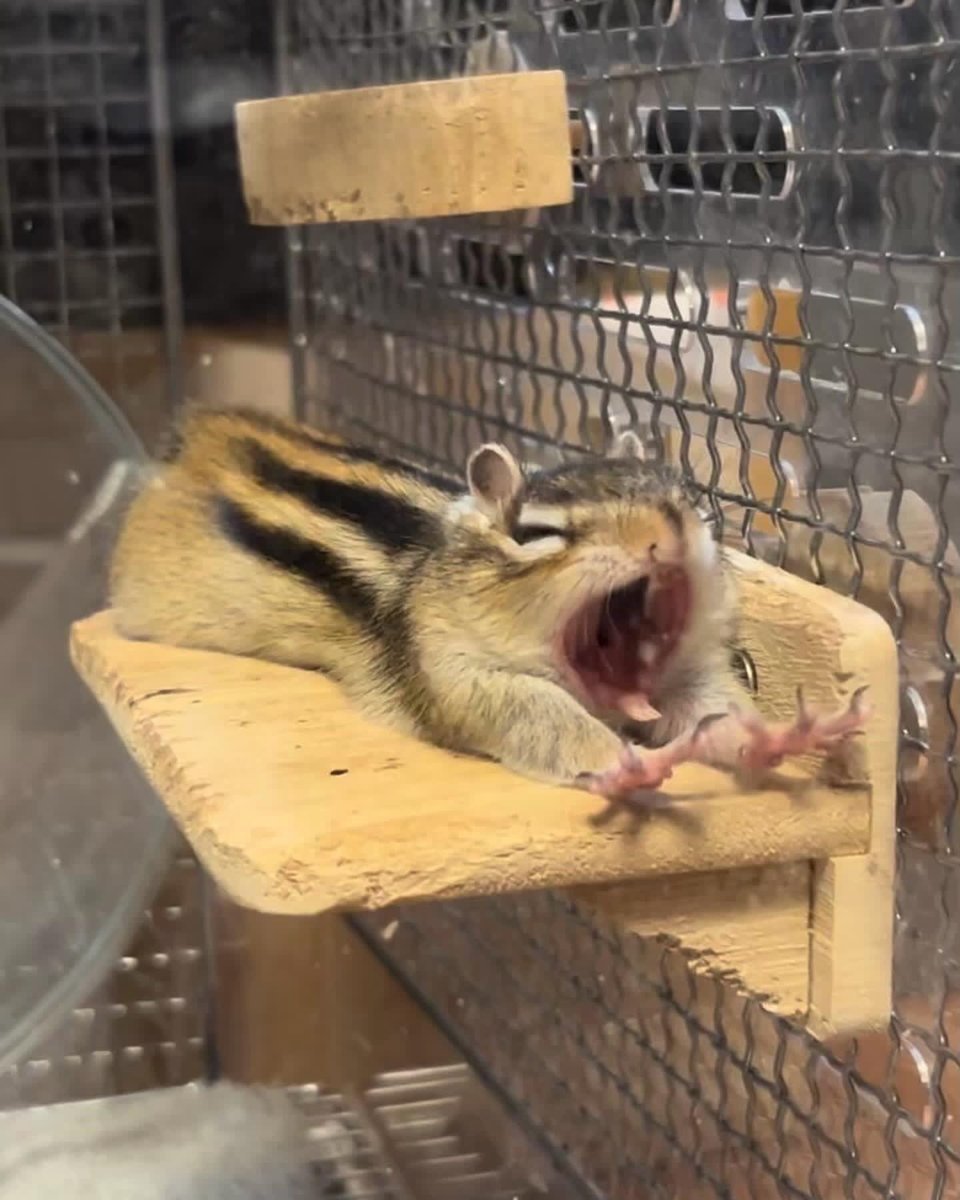 シマリス向け　ロフト階ありケージの画像