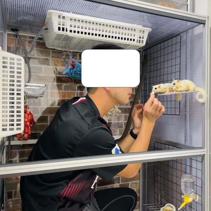 フクロモモンガ向け　人が入れるほどの巨大ケージの画像
