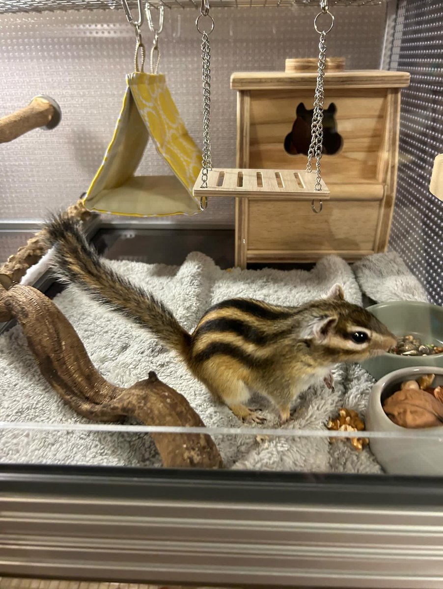 シマリス向け　ロフト階ありケージの画像