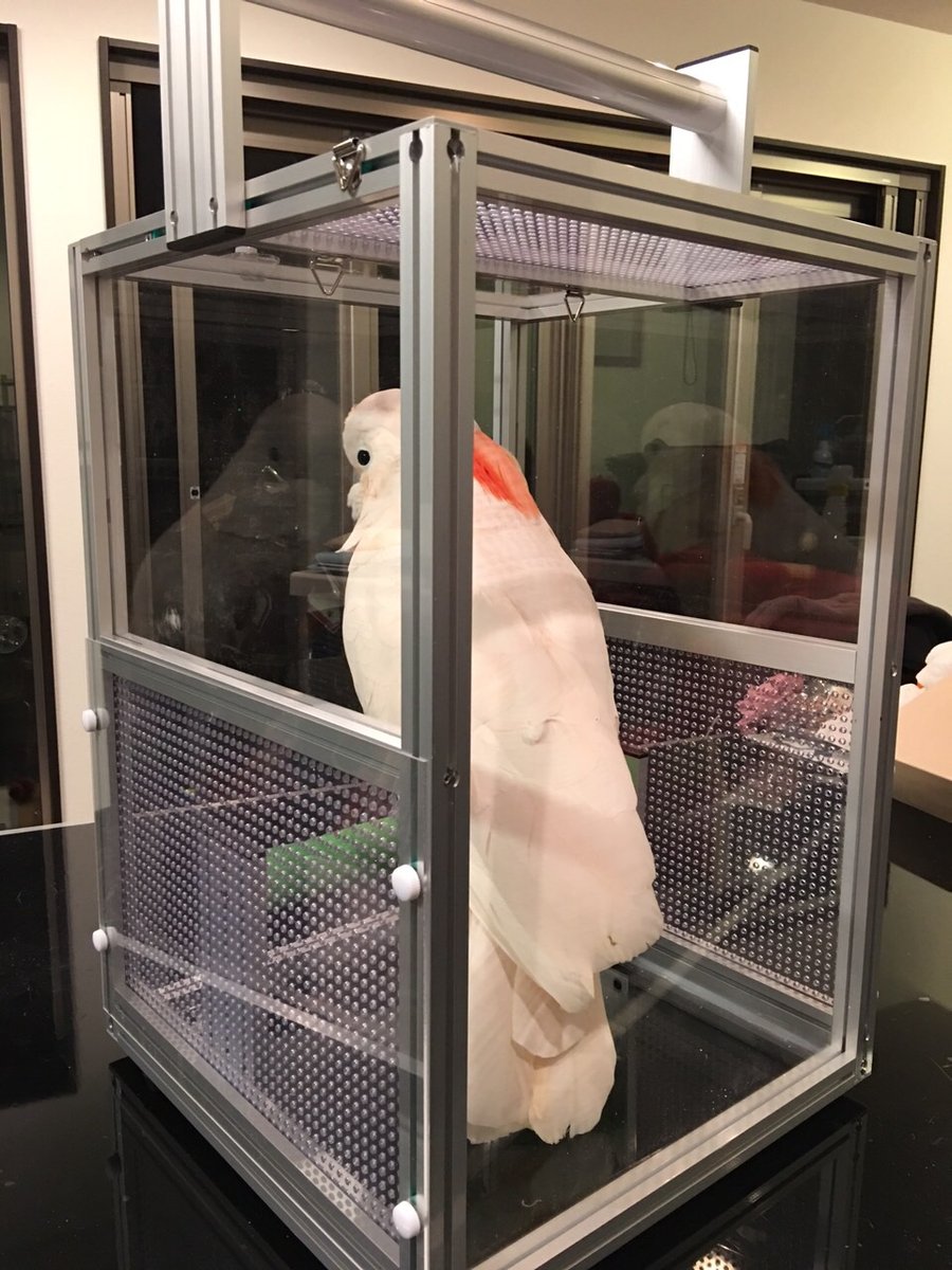 ハードキャリー　オウムちゃんのお出掛け用キャリーの画像