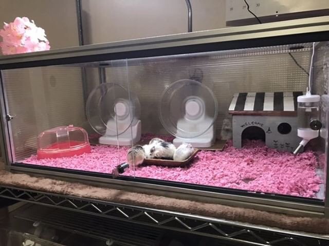 ハムスターのおうち