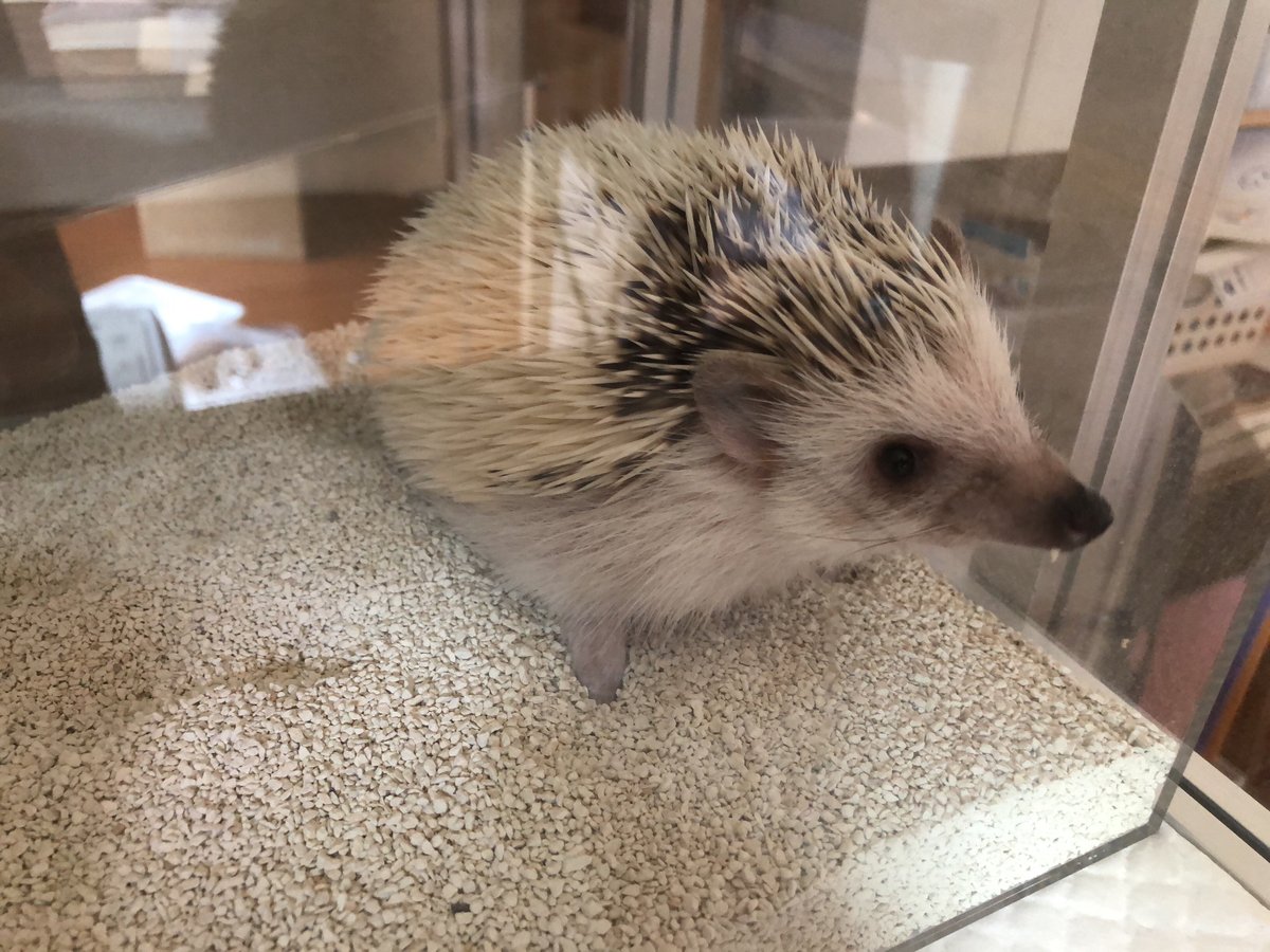 ハリネズミちゃん向け　砂場の製作事例の画像