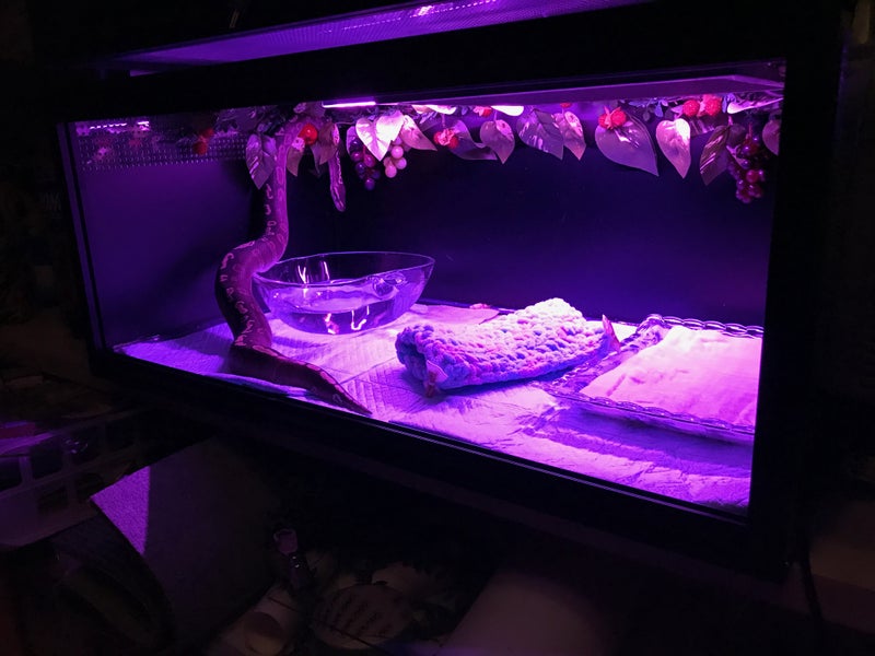 高輝度LED（白・赤）