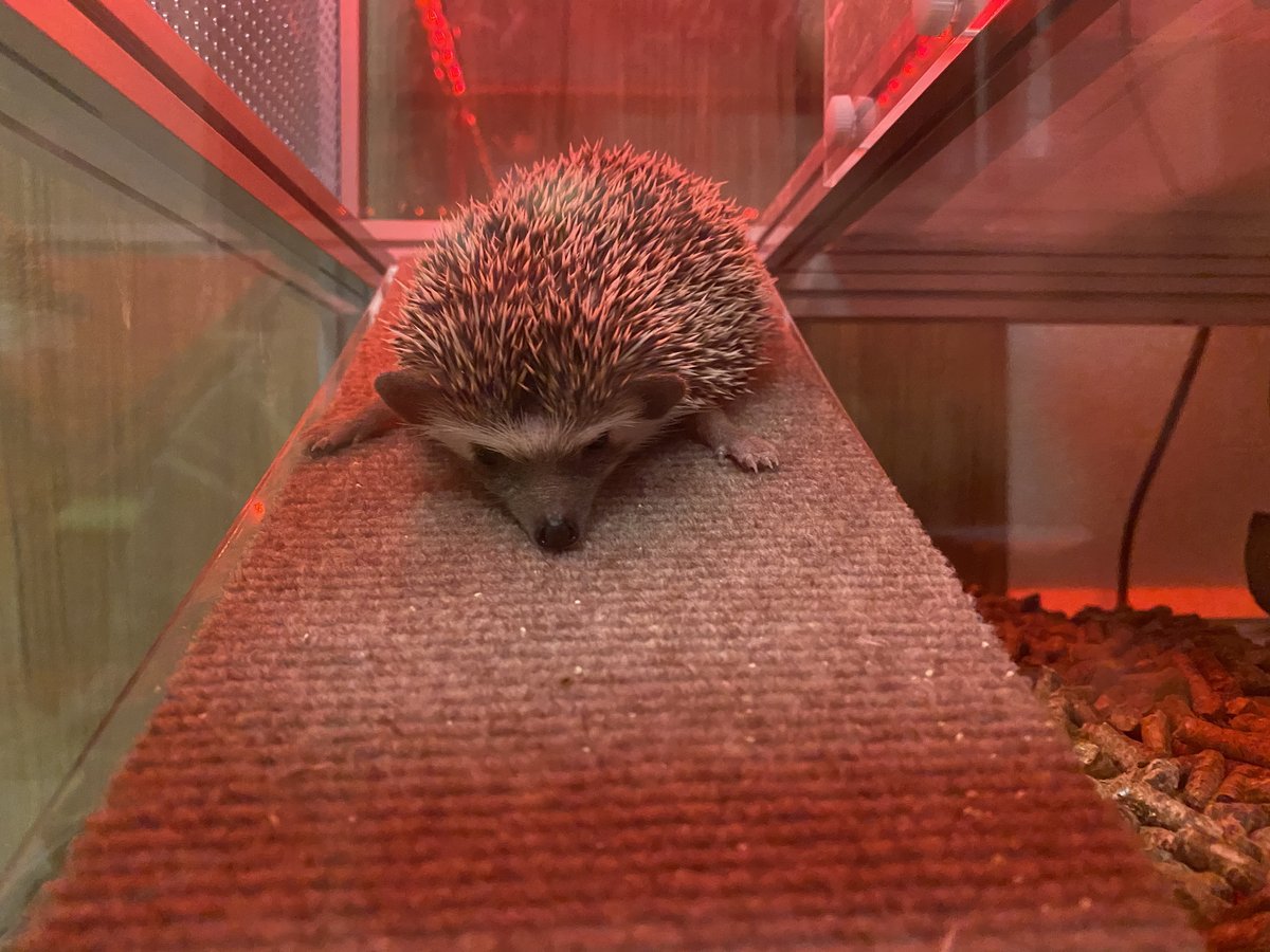 ハリネズミちゃん　赤色LED照らされた様子の画像