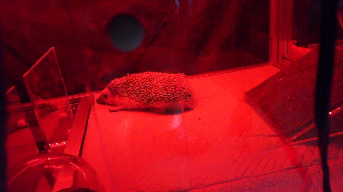 ハリネズミちゃん　赤色LED照らされた様子