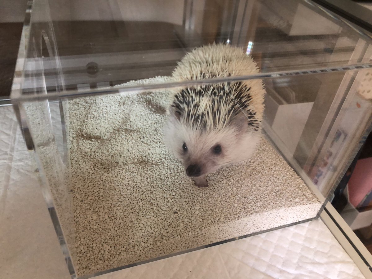 ハリネズミちゃん向け　砂場の製作事例