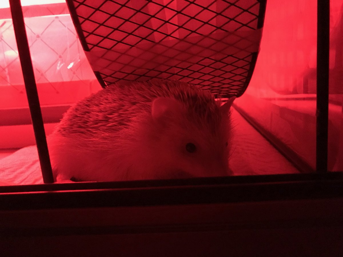 ハリネズミちゃん向けケージ　LED実装例
