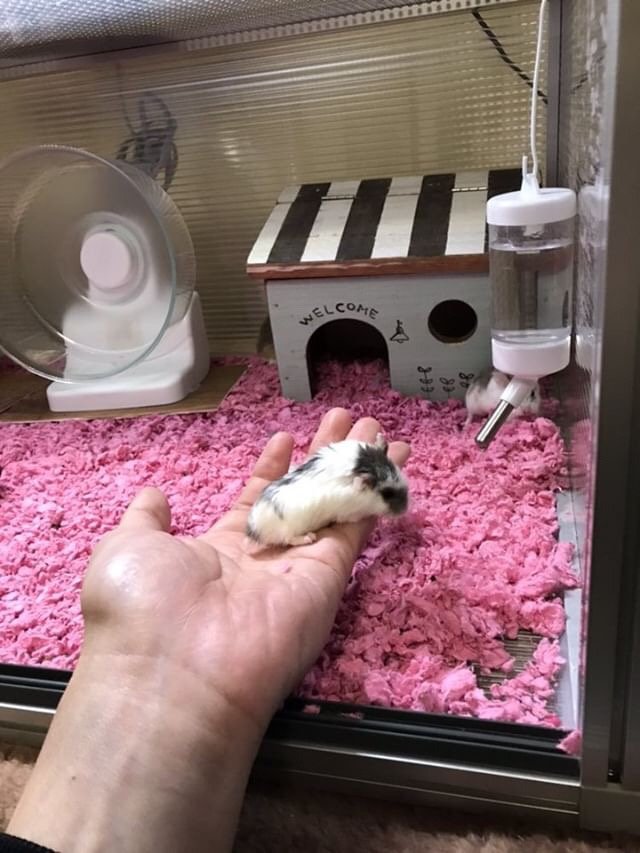 ハムスターのおうちの画像