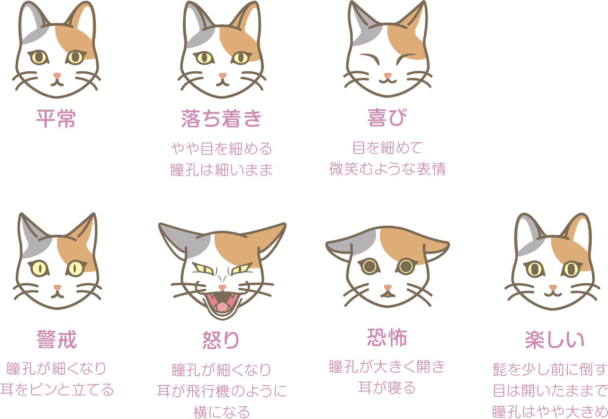 猫の目かわいい選手権 Cat S Eye Project