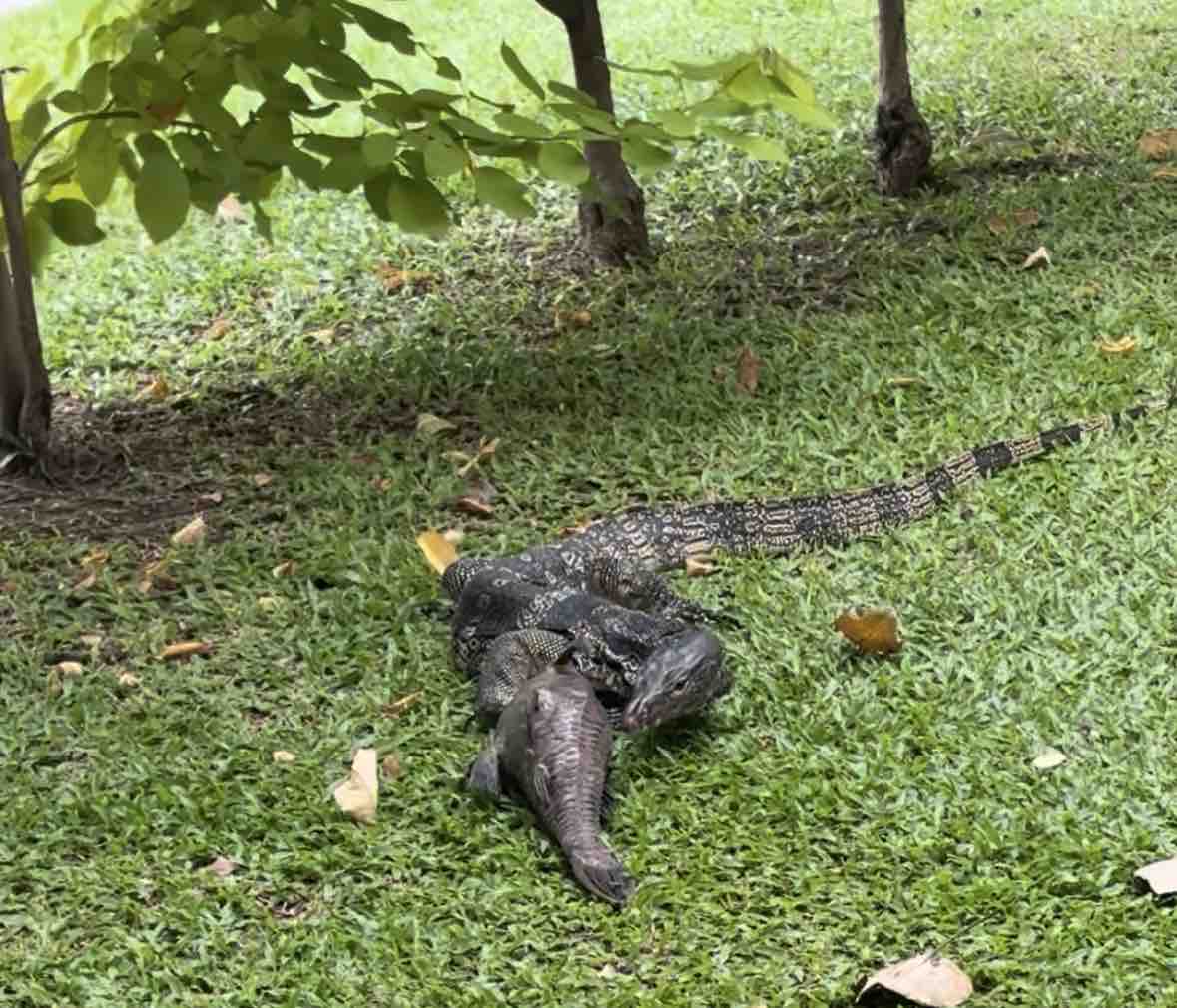 しんだ魚を食べるオオトカゲ