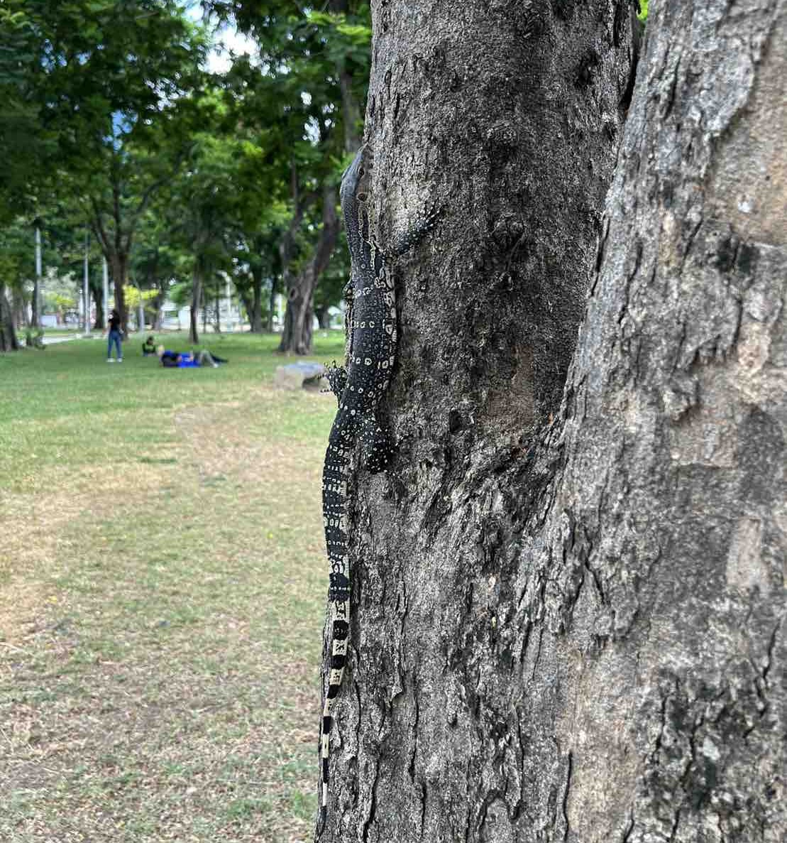 子供のミズオオトカゲ