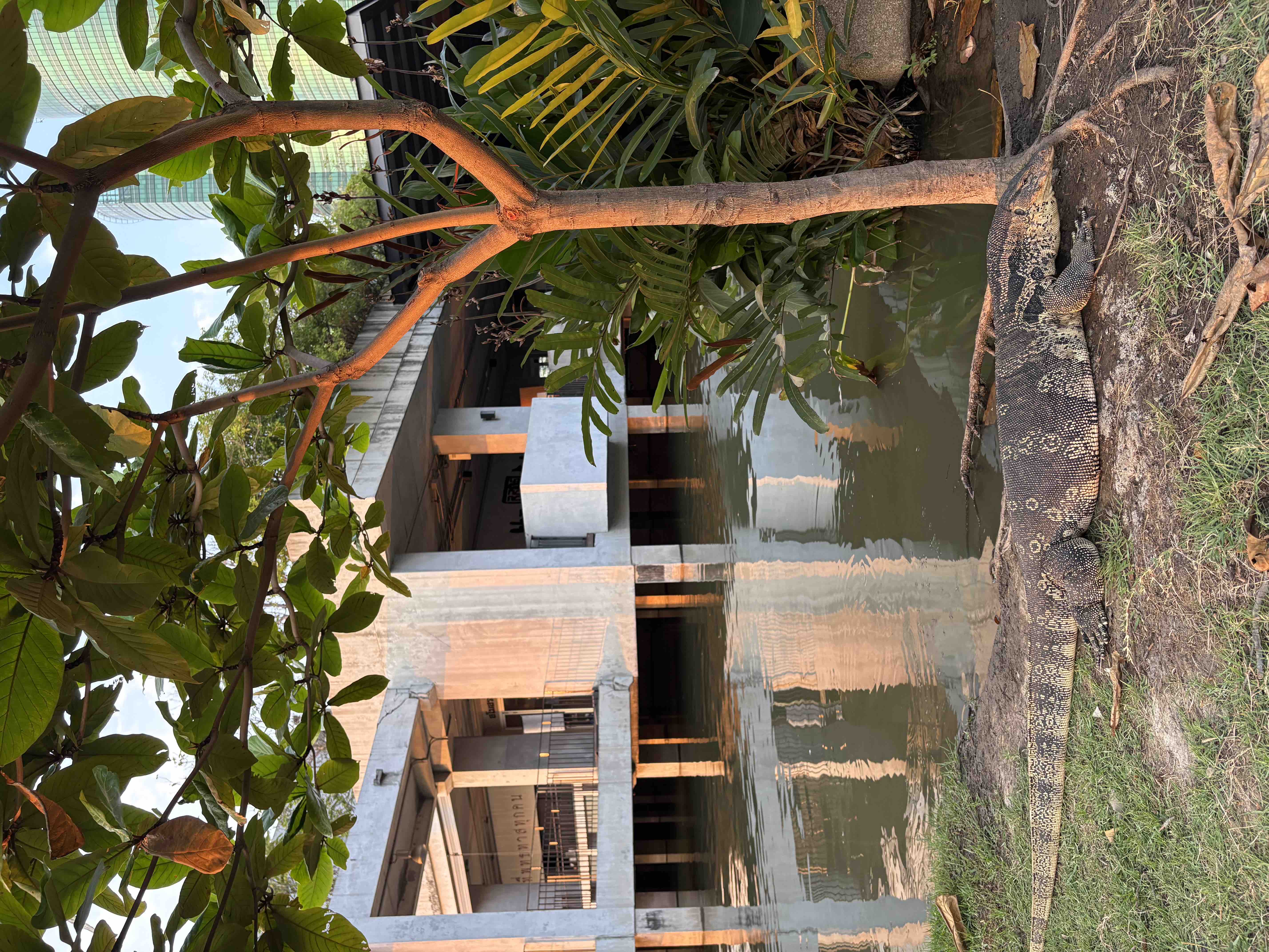 カフェの近くにいるオオトカゲ