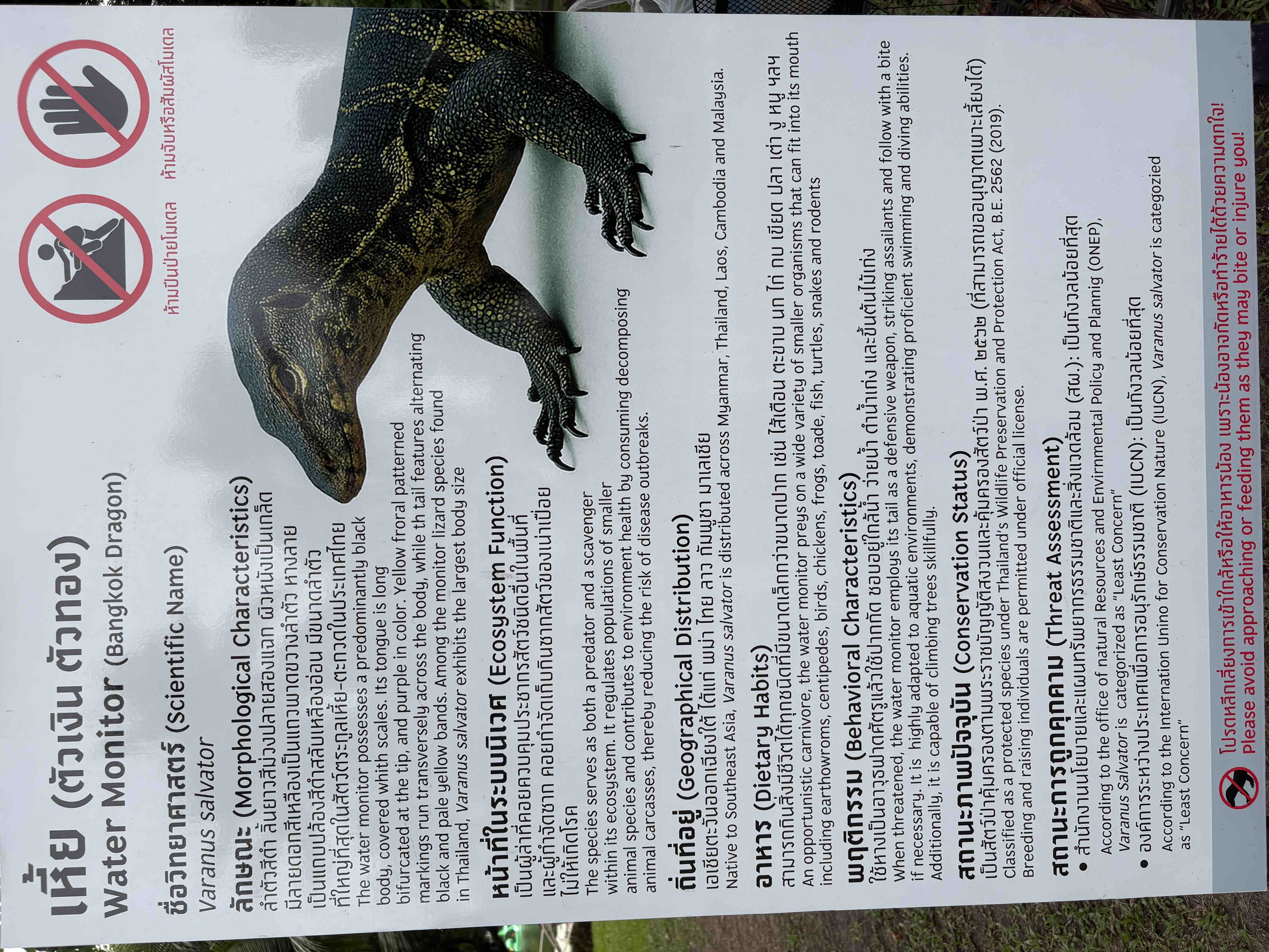 ルンピニー公園のミズオオトカゲの説明