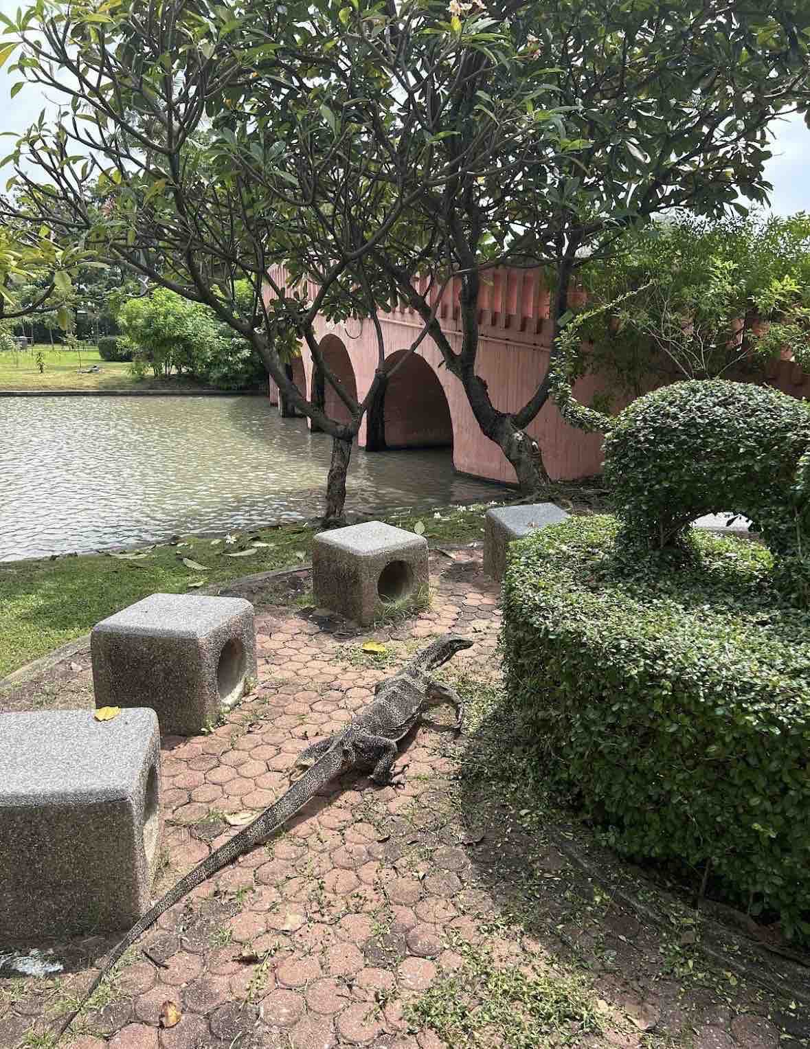 橋の近くにいたオオトカゲ