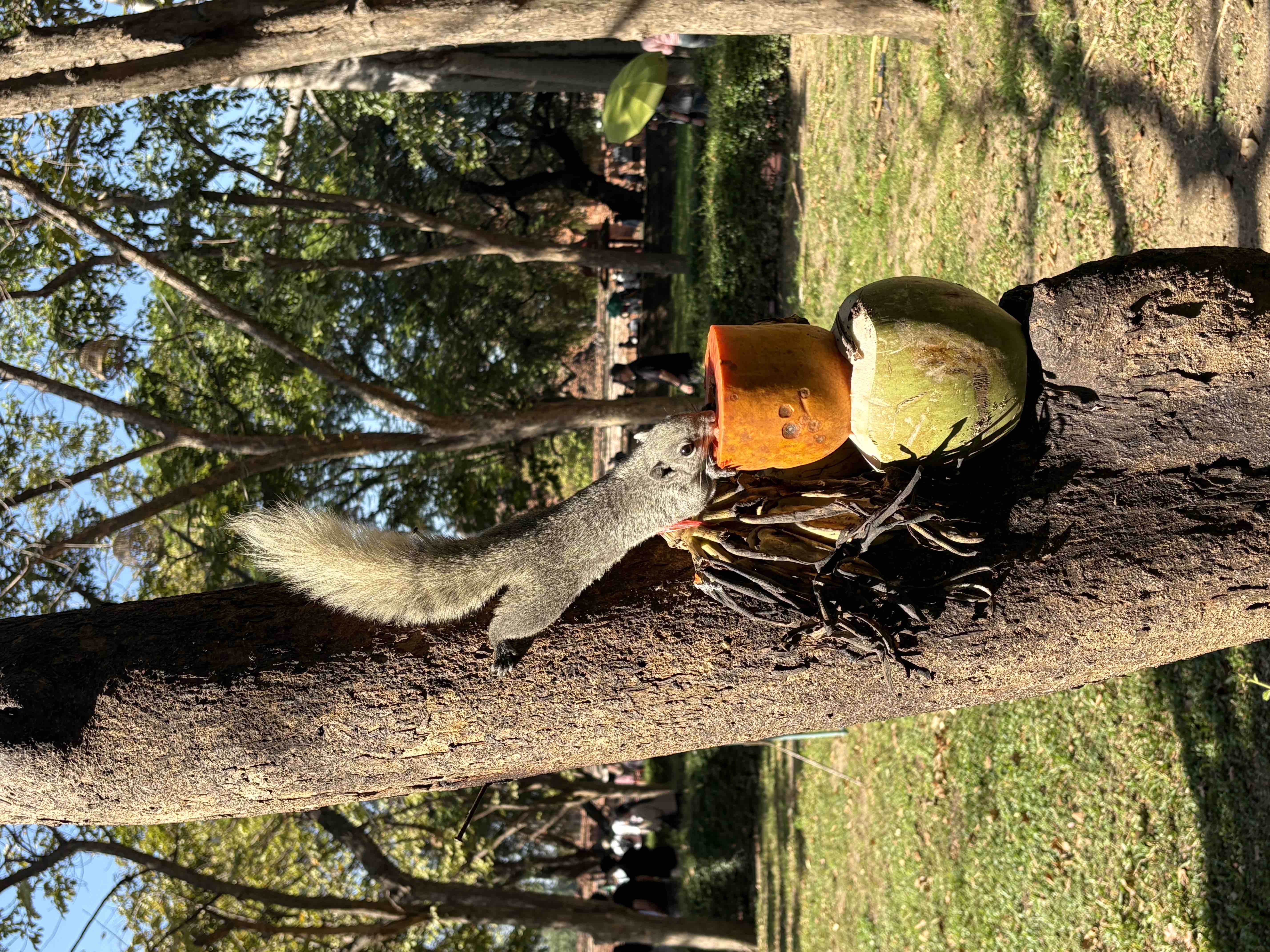 何か食べてるリス