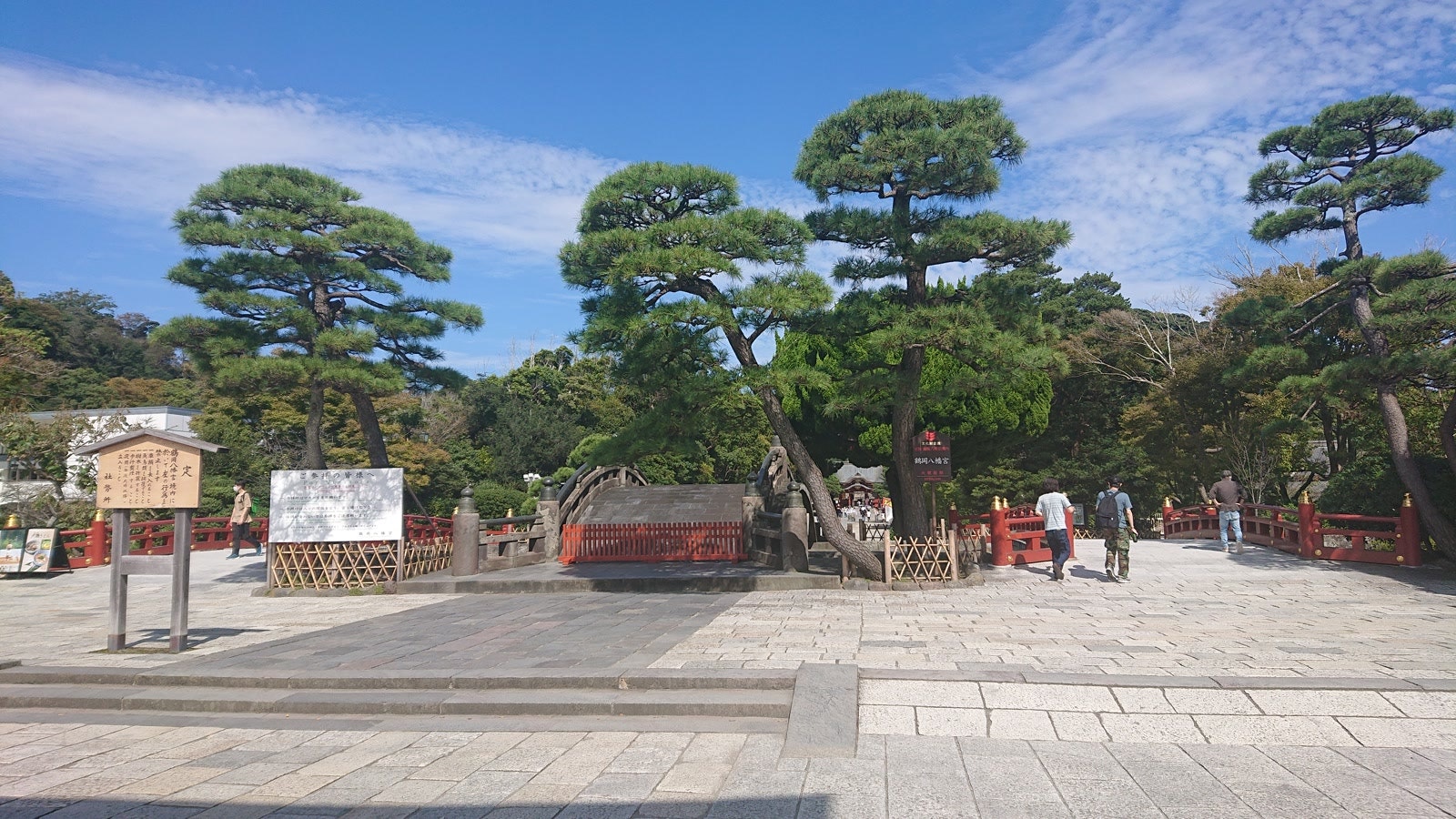 鶴岡八幡宮入り口付近の松がきれいです