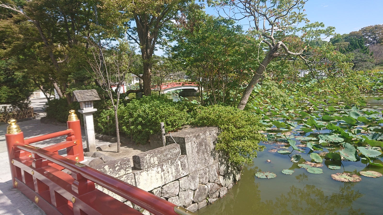 鶴岡八幡宮の入り口近くにある池の画像です