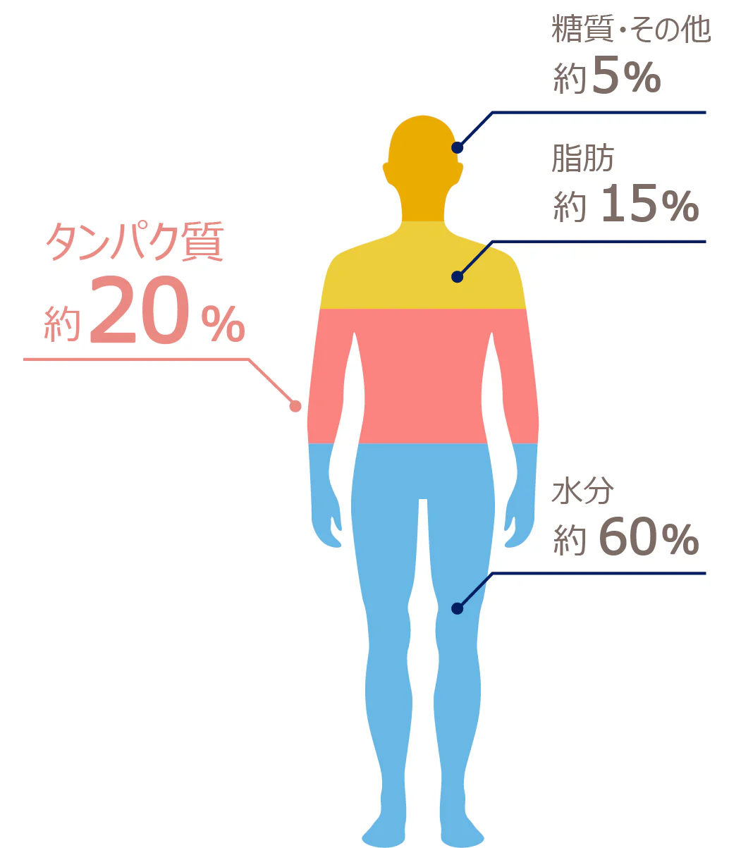 私たちのカラダのうち、約20%はたんぱく質でできており、筋肉をはじめ、内臓や皮膚、ホルモンなど体の重要な組織をつくっているのです