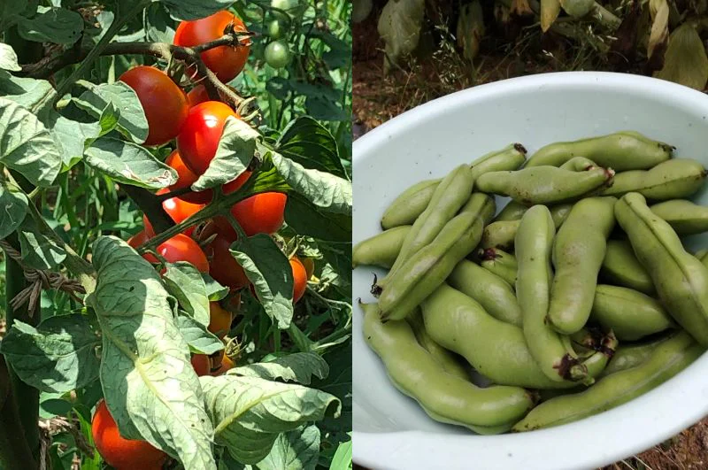 家庭菜園で育てたたくさんの野菜を子どもたちに