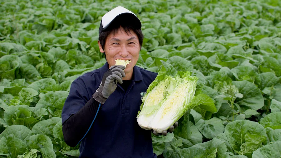 ミニ白菜ってどんな野菜？