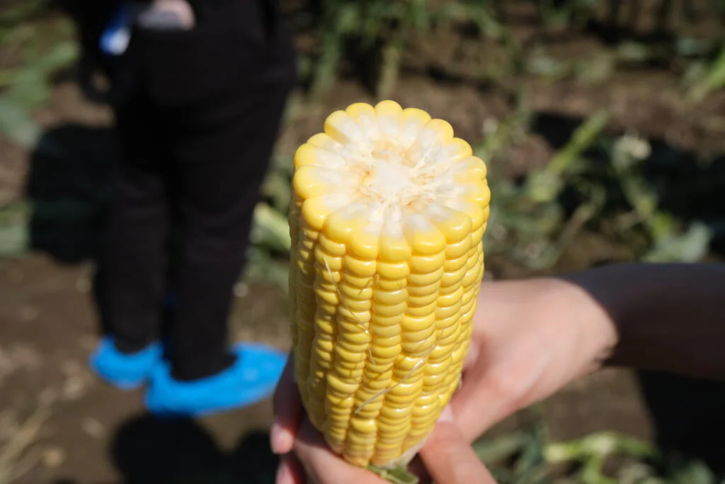 収穫したてのコーンの糖度は、メロンと同じぐらい。生で食べても甘くておいしい
